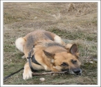 Älskade Abby. 2003