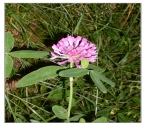 Klöverblomma. 2009-07-10