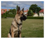 Nari på grönbete. 5/7 2009