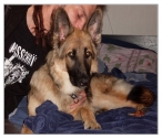 Husse och Nari gosar. 10/7 2009